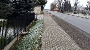 Dopiero po naszej interwencji firma odpowiedzialna za takie przypadki uprzątnęła martwe zwierzę
