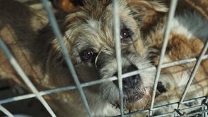 W Kraśniku zbierają karmę dla psów z przytuliska w Rachowie Starym