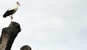 Zięby nie odlatują, wróbli coraz mniej. Zimowe Ptakoliczenie w Zamościu