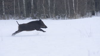 Już prawie nie ma dzików w Poleskim Parku Narodowym. "Dzik nie jest złem, ale ofiarą"