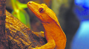 Są z Karaibów, Indonezji i Australii. Przyjechały do Zamościa z Wrocławia 