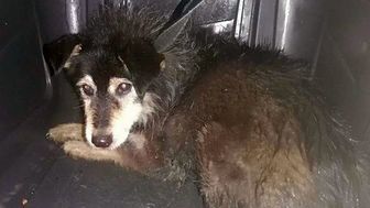 Lublin: Pies utknął w studzience kanalizacyjnej