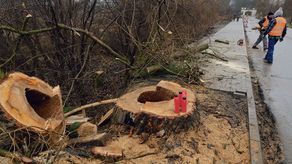 Miejsca po wyciętych drzewach mają być zabrukowane