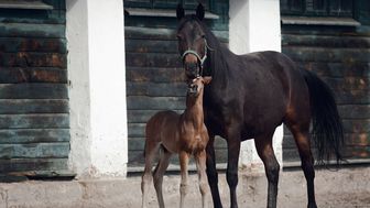 Konie ze stadniny w Janowie Podlaskim
