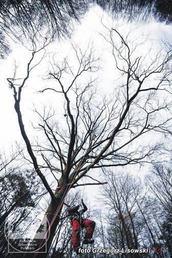 Arboryści z Krakowa i Warszawy zgodzili się przyjechać do Włodawy społecznie, czyli z misją 