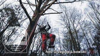 Arboryści z Krakowa i Warszawy zgodzili się przyjechać do Włodawy społecznie, czyli z misją 