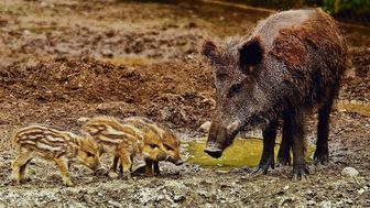 Wielkie polowanie na dziki. Zginie nawet 210 tys. zwierząt