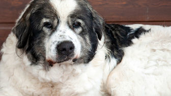 Atos czeka teraz na nowy dom