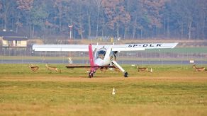 – Zwierzę w każdej chwili może wejść na pas startowy, co grozi nieszczęściem – mówi nam jeden z pilotów