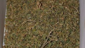 Zamość: Policjanci dostali informację o marihuanie w garażu