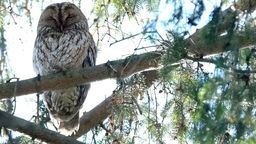 Sowy w Ogrodzie Saskim w Lublinie. "Nie należy do nich podchodzić"