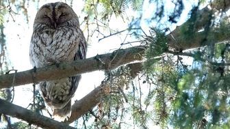 Sowy w Ogrodzie Saskim w Lublinie. "Nie należy do nich podchodzić"