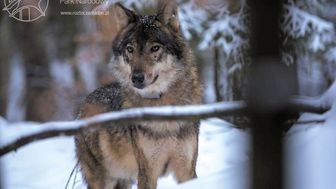 Kosy w obroży dołączył do swojej partnerki