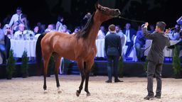 Nie bez znaczenia są coraz słabsze wyniki aukcji Pride of Poland