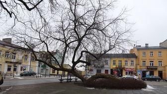 Klęczące Drzewo to 65-letni klon jesionolistny
