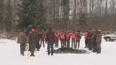 Polowanie. Dlaczego myśliwi strzelają do dzików?
