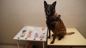 Ten pies ma nosa. W tej torbie było dużo nielegalnego towaru