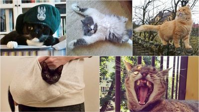 Światowy Dzień Kota: Zdjęcia Waszych kotów