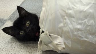 W Łęcznej pomogą kotom 