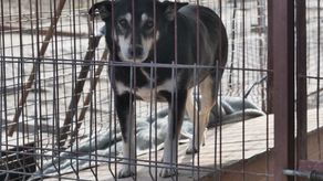 Świdnik: Impreza na rzecz likwidowanego Schroniska dla Bezdomnych Zwierząt w Krzesimowie