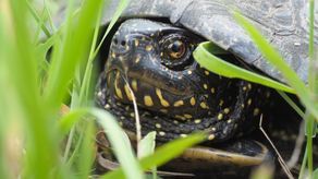 Żółw błotny