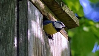 Powiat bialski: Rozdają budki lęgowe dla ptaków