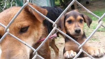 Opieka nad bezdomnymi zwierzętami. Dlaczego Straż Miejska czasami odmawia pomocy?