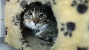 Kraśnik: Bezpłatna sterylizacja psów i kotów