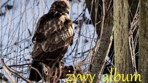 "Żywy album": Otwarcie wystawy fotograficznej i koncert w Zamościu