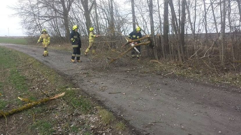 Strażacy ochotnicy usuwali powalone na drogę drzewo w Strzeszkowicach Dużych.