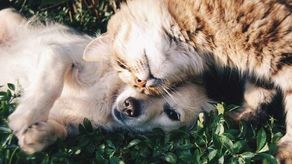 Bezpłatna sterylizacja lub kastracja psów i kotów. W tym tych wolno żyjących