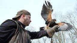 Radosław Rola i jastrząb Harry
