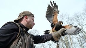 Radosław Rola i jastrząb Harry
