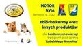Motor – Avia. Mecz i zbiórka dla bezdomnych zwierząt