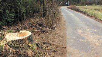 Pień po jednym z wyciętych dębów. Wysokość kary za nielegalną wycinkę zależy od gatunku drzewa i jego obwodu