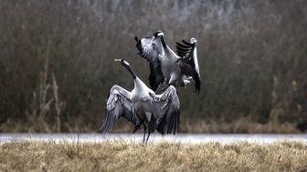 Gody żurawi. Młode wyklują się z jaj już na początku maja
