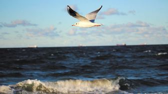 NIK na tropie bomb ekologicznych w Bałtyku