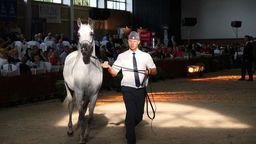 Posłanki o aukcji Pride of Poland. "To będzie koniec polskiej hodowli konia arabskiego"