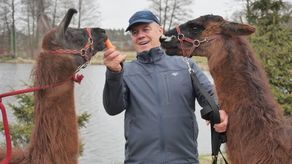 Lama uciekinierka słynna w całej Polsce trafiła do Krężnicy Jarej. Tak ją schwytali [wideo]