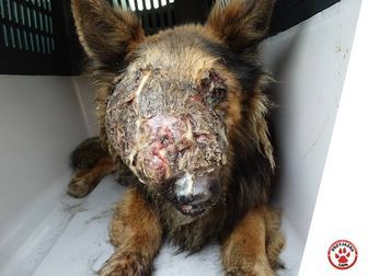 Ciapek, pies odebrany z jednej z miejscowości w gminie Wilków od dłuższego czasu chorował na nowotwór
