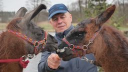 Lama uciekinierka słynna w całej Polsce ma nowy dom. Mieszka w woj. lubelskim