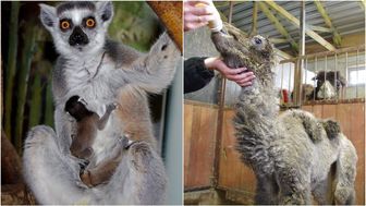 Wielbłądziczka Apri