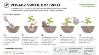 Zasadź drzewko od leśnika. Instrukcja sadzenia drzewka