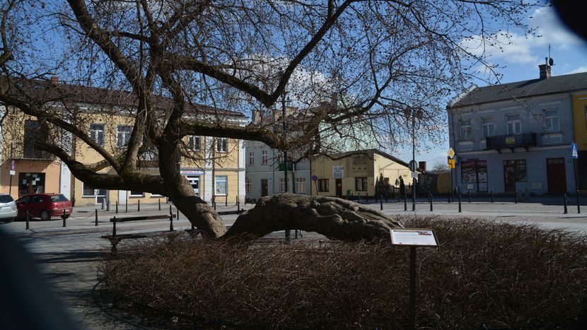 „Klęczące drzewo” jest teraz symbolem Krasnostawskiego Ruchu Ekologicznego „VIRIDIS”