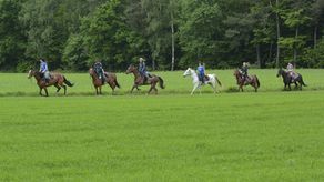 Szukają domu dla koni. Lubelscy studenci zbierają na zakup działki