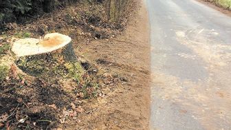 Pień po jednym z wyciętych dębów