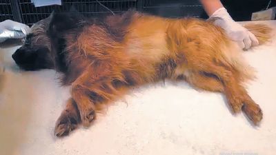 Dopiero po 24 godzinach udało się zabrać psa do lekarza weterynarii. Zwierzę przeżyło. Ma już nowy dom