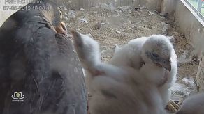 Transmisja znów działa