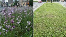 W środę na Bernardyńską wysłana została kosiarka. Zamiast pachnącej maciejki jest siano. 