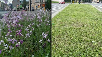 W środę na Bernardyńską wysłana została kosiarka. Zamiast pachnącej maciejki jest siano. 